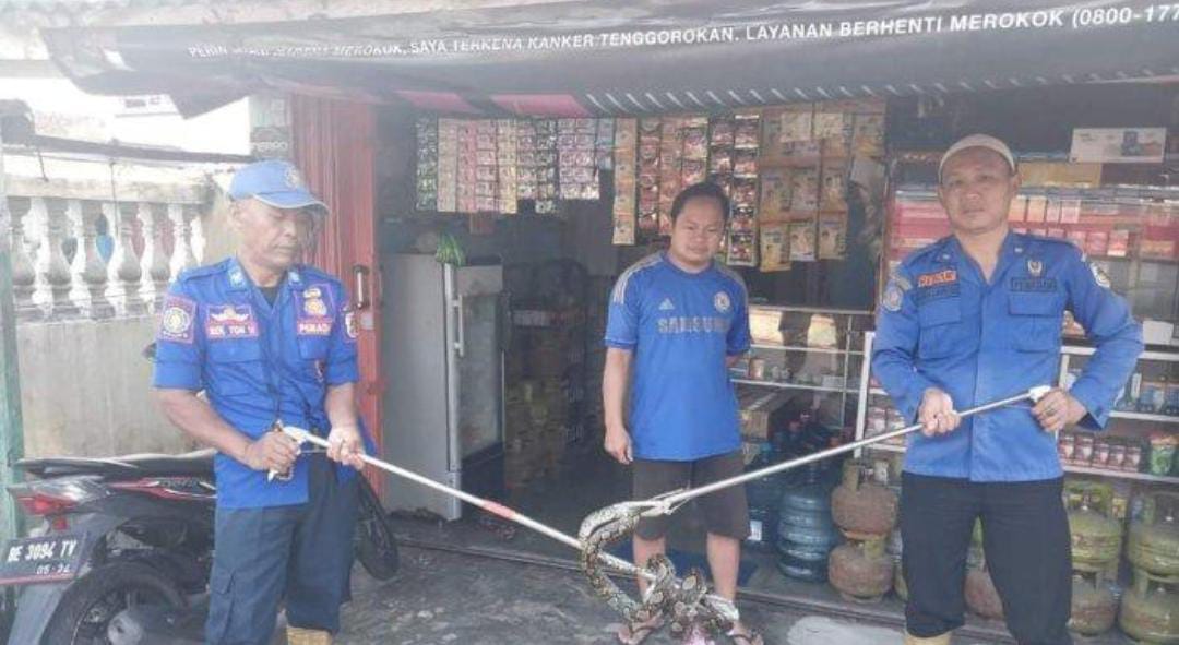 Masuk Toilet Rumah Warga Tulang Bawang, Ular Sanca Dievakuasi Petugas Damkar