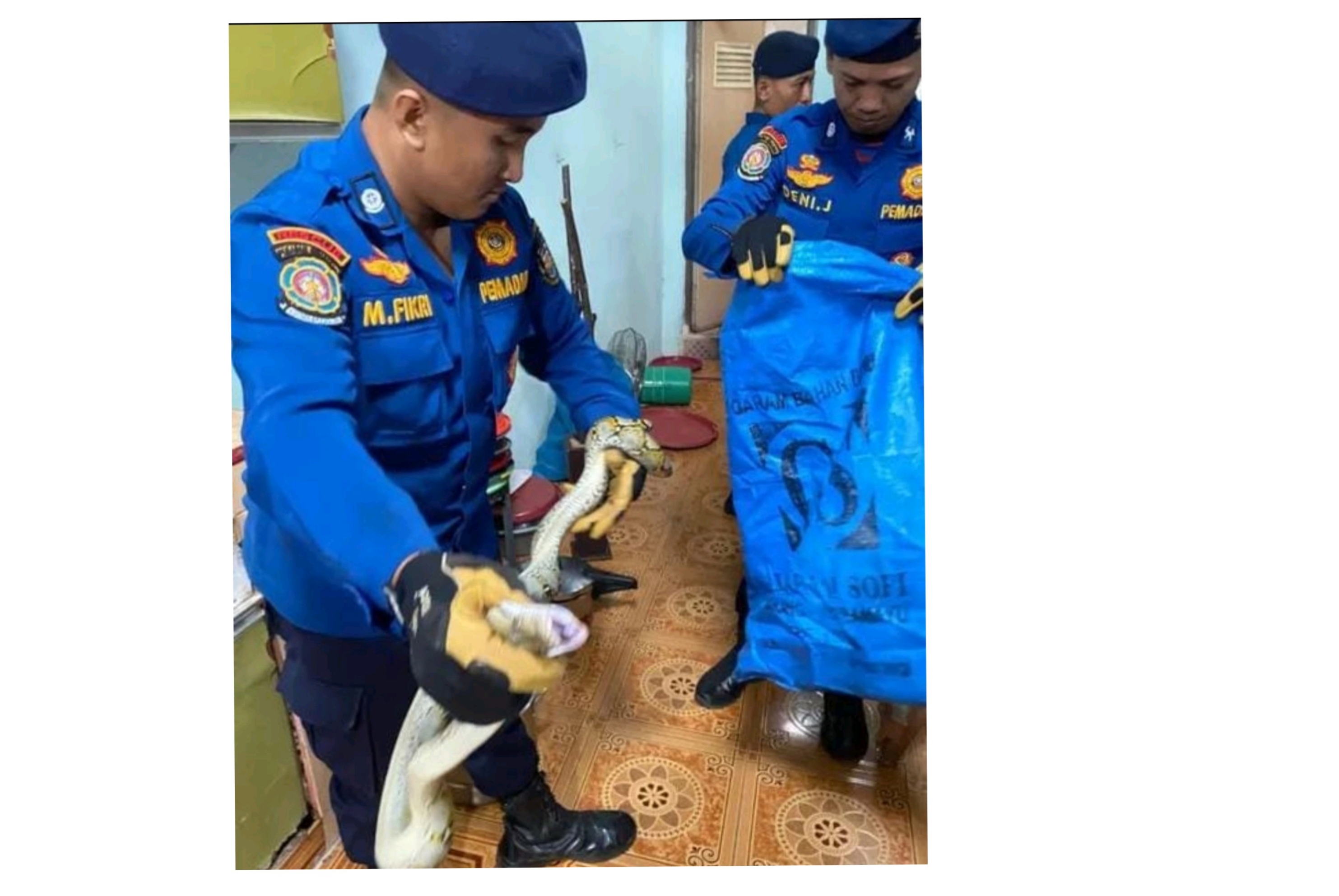 Sepanjang 2025, Damkarmat Bandar Lampung Tangani Ratusan Kasus Penyelamatan, Evakuasi Ular Paling Dominan