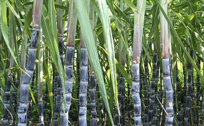 Petani Singkong di Tubaba Beralih Tanam Tebu, Sawit, juga Karet