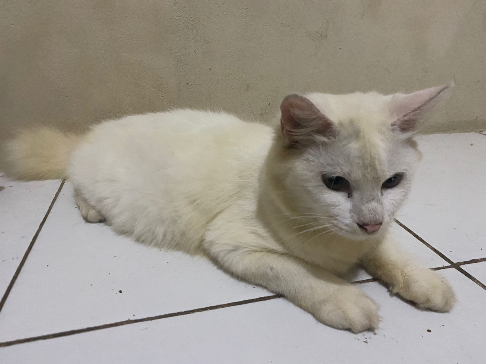 Tips Merawat Kucing Anggora Dari Warga Bandar Lampung Ini: Fokus Makanan dan Kebersihan