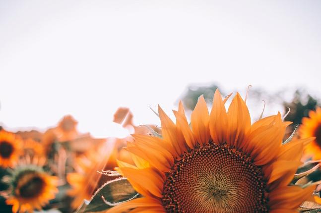Mengenal Manfaat Kuaci Dari Biji Bunga Matahari