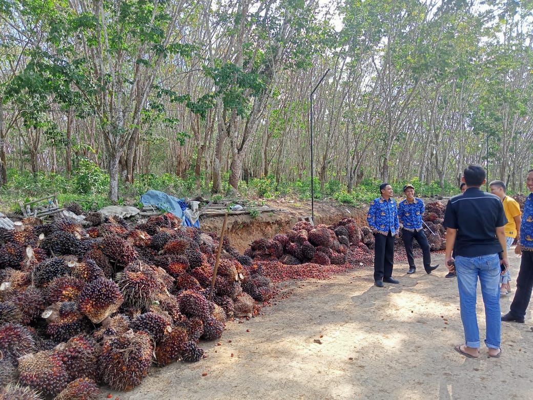 Harga Tandan Buah Sawit Capai Rp2100 per Kilogram