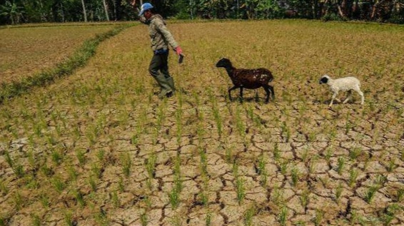 Antisipasi El Nino di Lampung, Ini Daerah yang Masuk Rawan Kekeringan