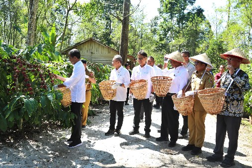 Jokowi Inginkan Produksi Kopi Capai 8-9 Ton per-Hektare
