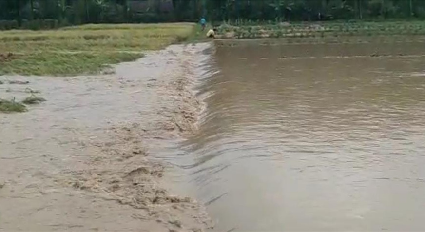 Puluhan Hektare Sawah di Suoh Terendam,  Ancaman Gagal Panen Mengintai 