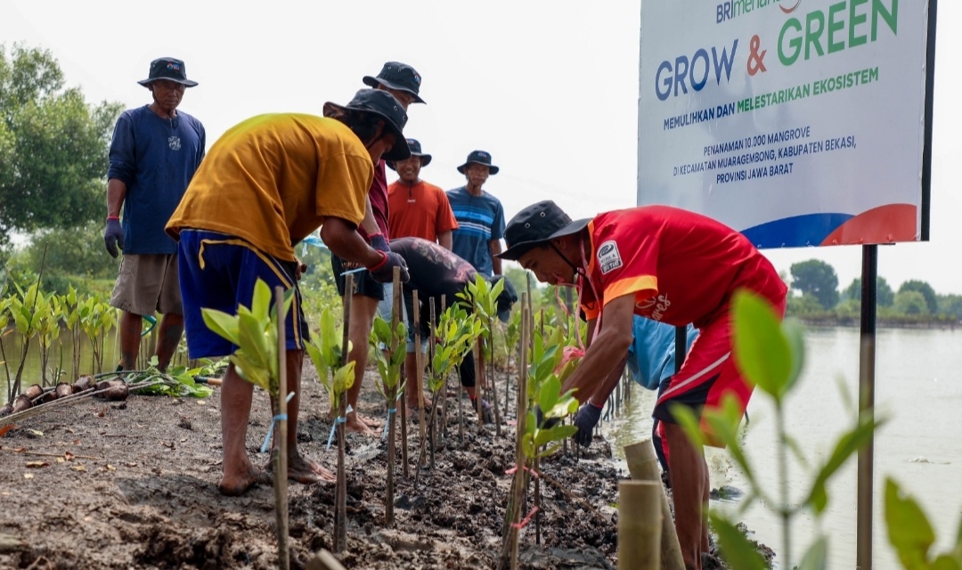 Peringati Hari Mangrove Sedunia, BRI Pertegas Komitmen Selamatkan Lingkungan lewat Perbaikan Ekosistem Pesisir