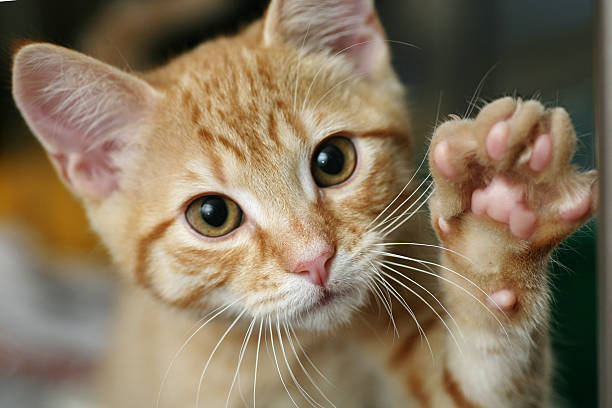 5 Fakta Menarik Tentang Paw Kucing, Cat Lovers Wajib Tahu!