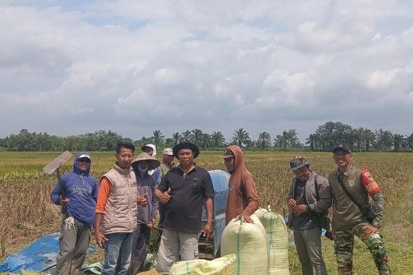 Serapan Gabah 2026 Mulai Tercatat, Bulog Lampung Utara Serap 47 Ton
