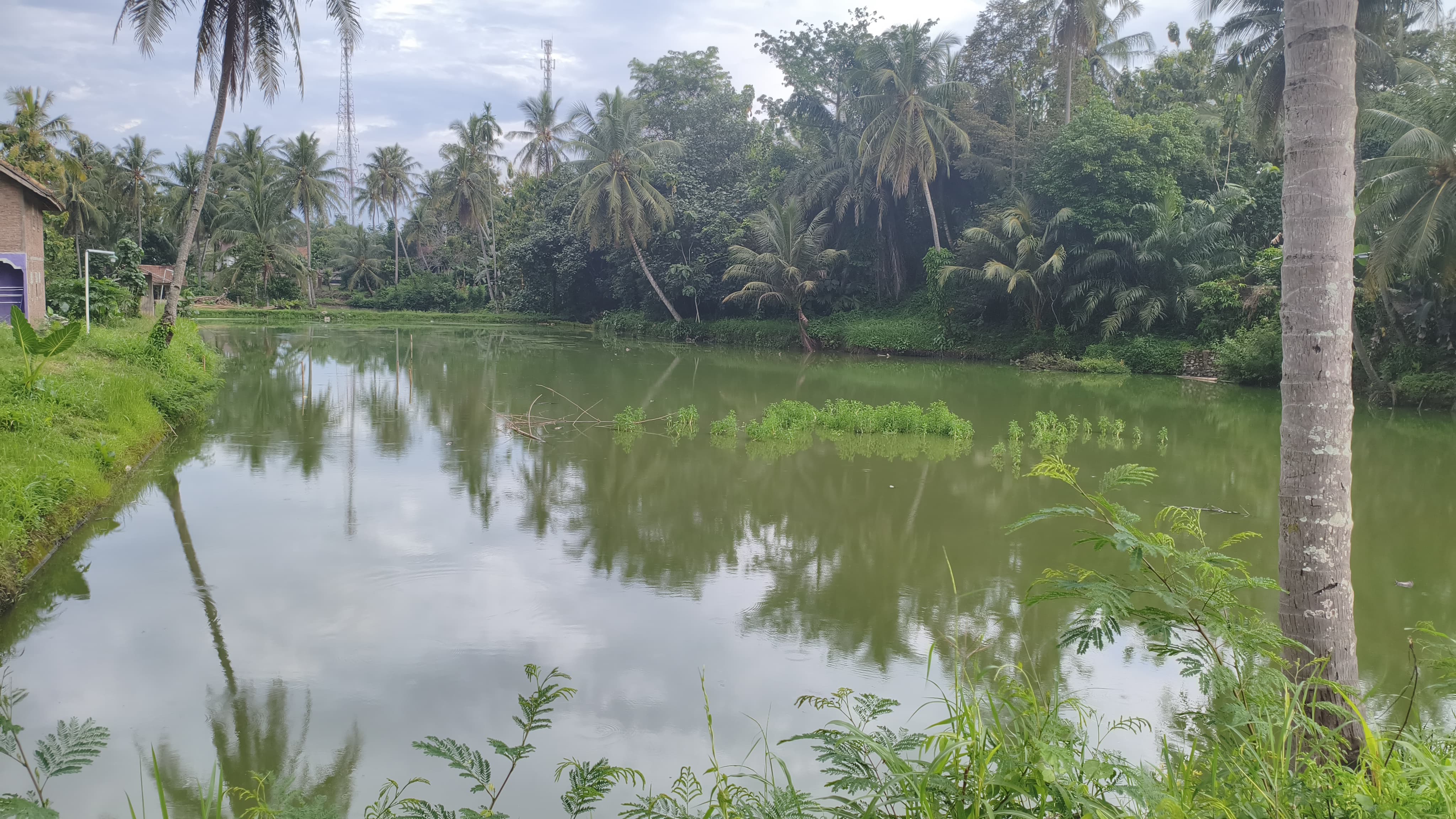 Perikanan Darat  Jadi Harapan Ekonomi Warga, Pringsewu Terus Dongkrak Produksi Ikan 