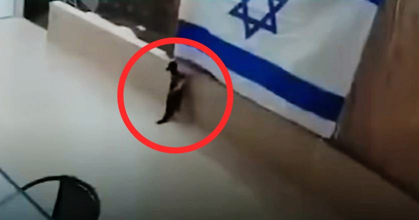 Viral, Usai Burung Gagak Kini Giliran Kucing Copot Bendera Israel!