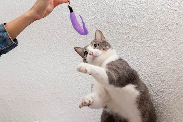 Rahasia Bikin Kucing Nurut, Ternyata Mudah Sekali 