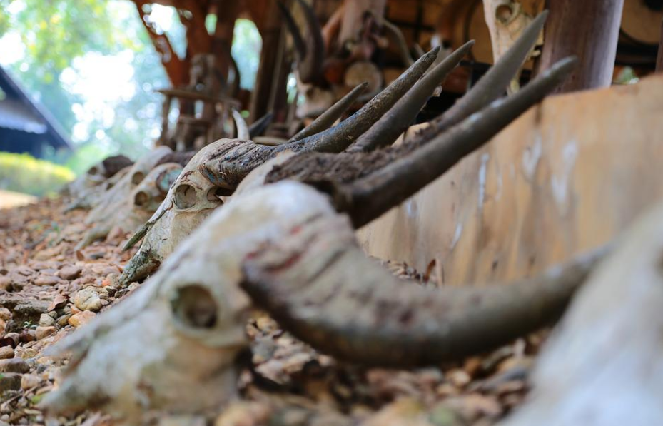 Banyak Kerbau Mati Mendadak, Pemkab Tulang Bawang Lapor Balai Veteriner