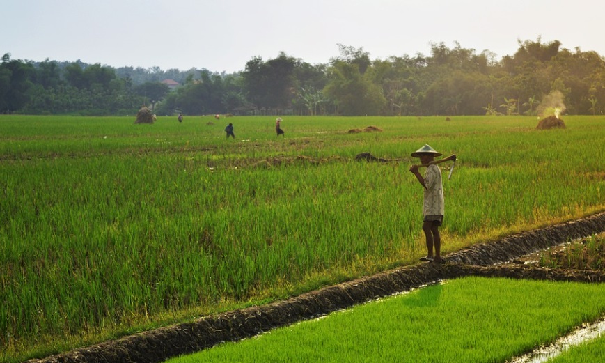 Tercatat, Bandar Lampung Miliki 222 Hektar Kawasan Pertanian, Tersebar Hanya di Satu Kecamatan Ini