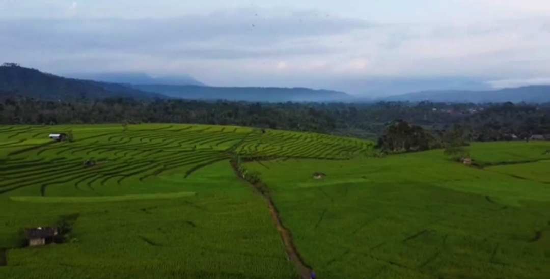 Mulai Dari Sungai Way Kabul hingga Sawah Terasering, Pesona Keindahan Desa Wisata Datar Petay Lampung Barat 