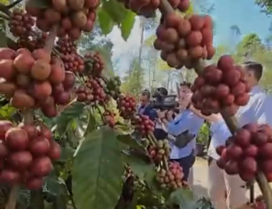3 Perkebunan Kopi Lampung Jadi Agrowisata, Alternatif Wisata Edukasi Untuk Penikmat Kopi 