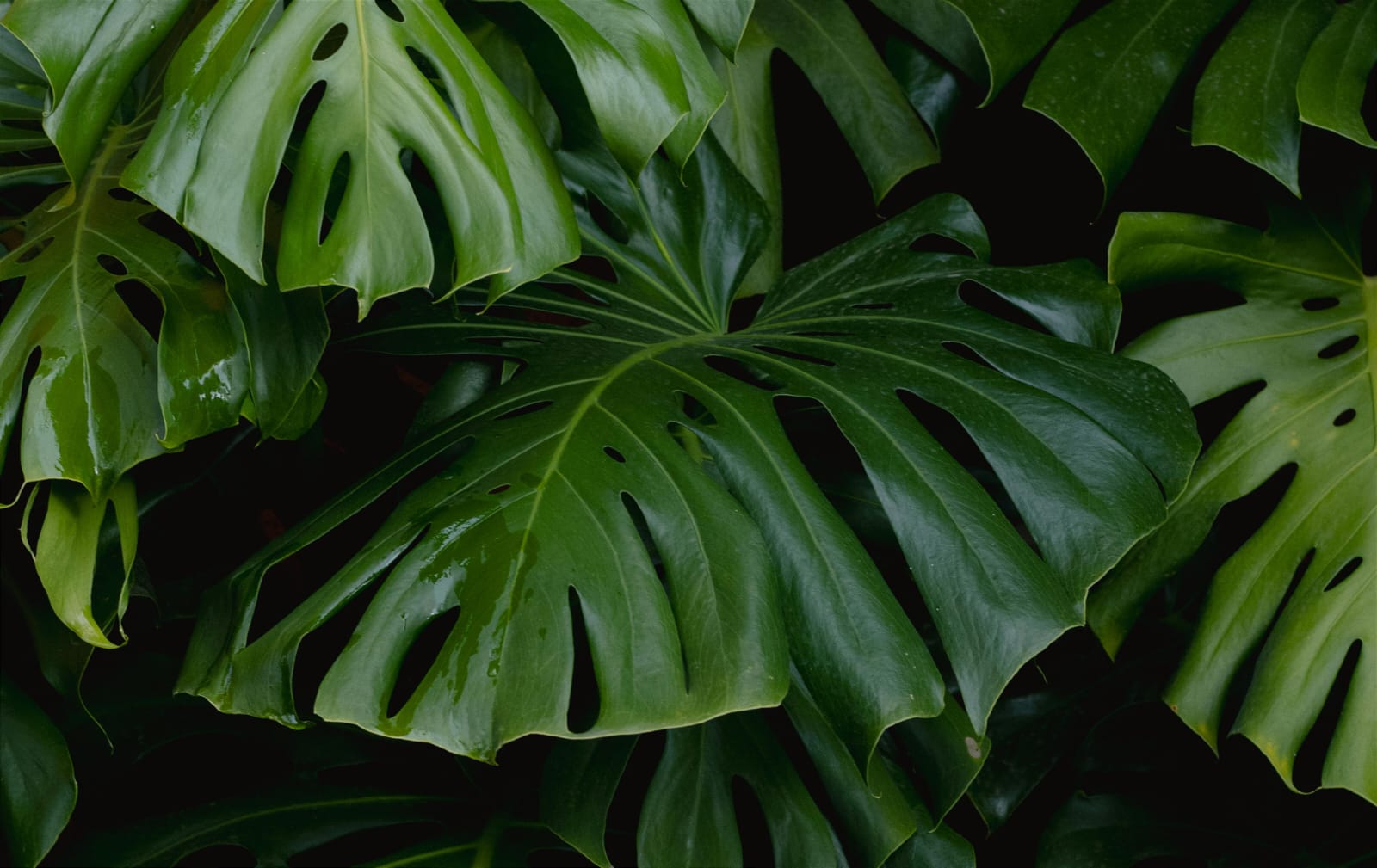 Monstera, Tanaman Hias Aroid yang Tetap Populer 