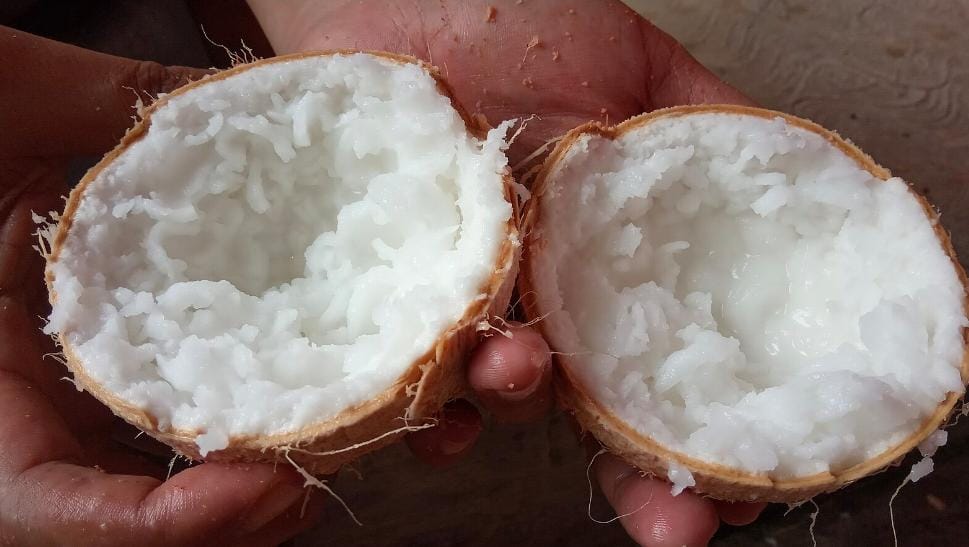 Bukan Cuma Lembut dan Sehat, Kelapa Kopyor Mengandung Banyak Vitamin Baik Bagi Tubuh