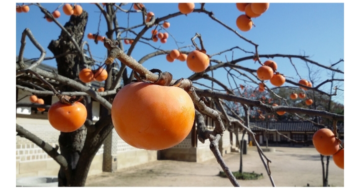 Bisa Cegah Penyakit Kanker, Simak Sederet Manfaat dari Buah Kesemek