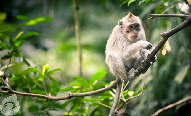 Mengenal Lebih Dekat Wisata Monkey Forest Ubud, Gabungan Spiritual dan Budaya Bali