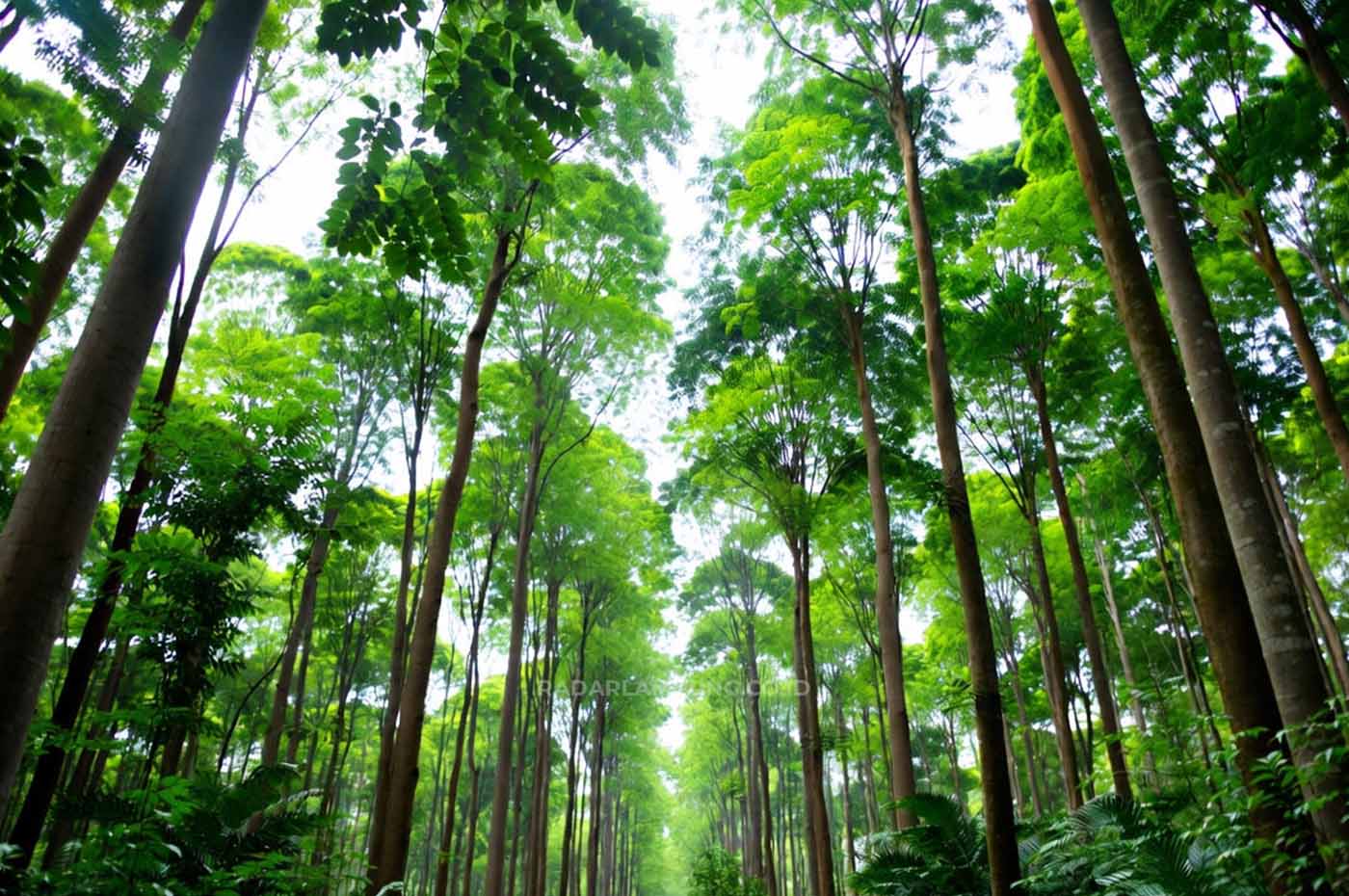 Tak Disangka, Pohon Tertinggi di Amazon Ini Lebih Tinggi dari Gedung 30 Lantai