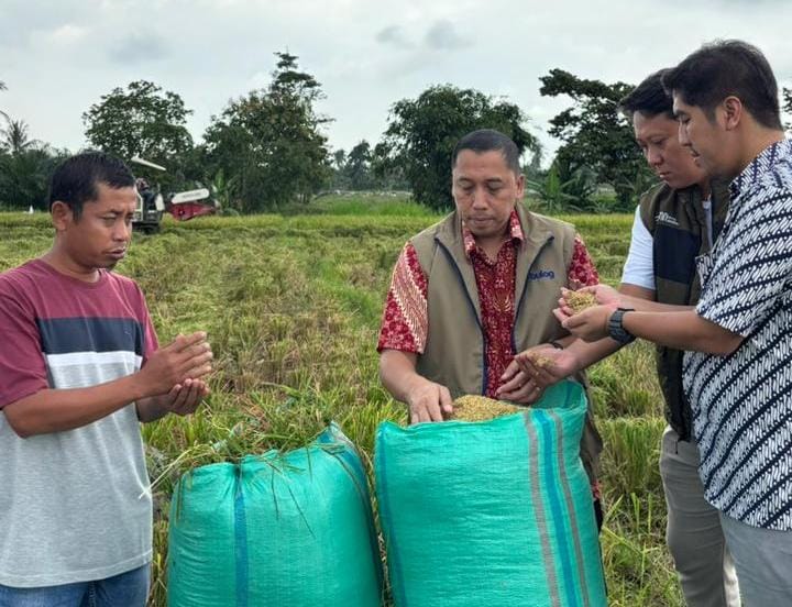 Bulog Lampung Punya PR Besar: Serapan GKP Masih 25,58 Persen dari Target 430 Ribu Ton