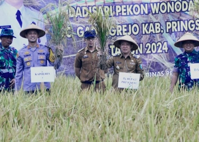 Tahun 2023, Pringsewu Mampu Surplus Beras