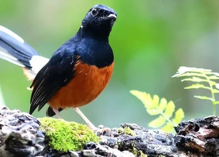 Terkejut! Jenis Burung Murai Batu Ini Ternyata Bisa Hidup Hingga 20 Tahun