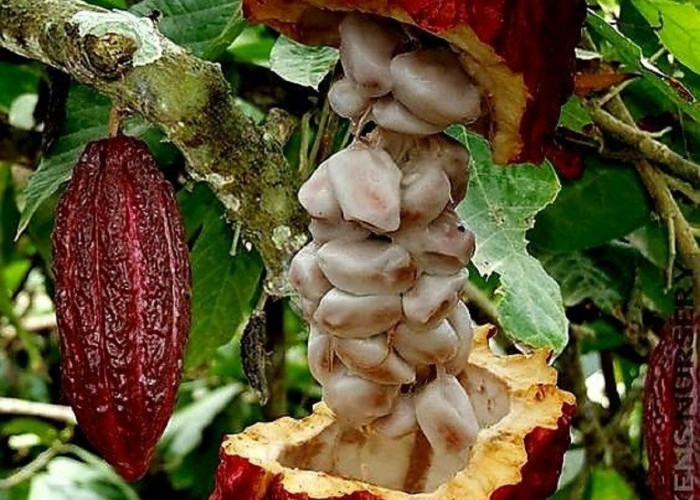 Daftar Perawatan dan Peralatan Wajib Bagi Petani Kakao di Musim Kemarau