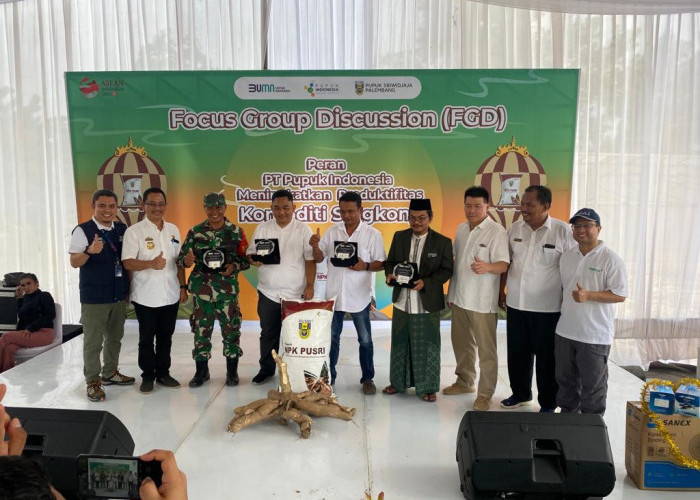 NPK Singkong Pusri Berhasil Tingkatkan Hasil Panen Petani Singkong Lampung