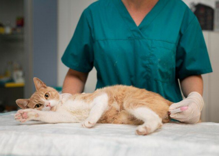 Pro Kontra Dari Sterilisasi Kucing, Apa Manfaatnya?