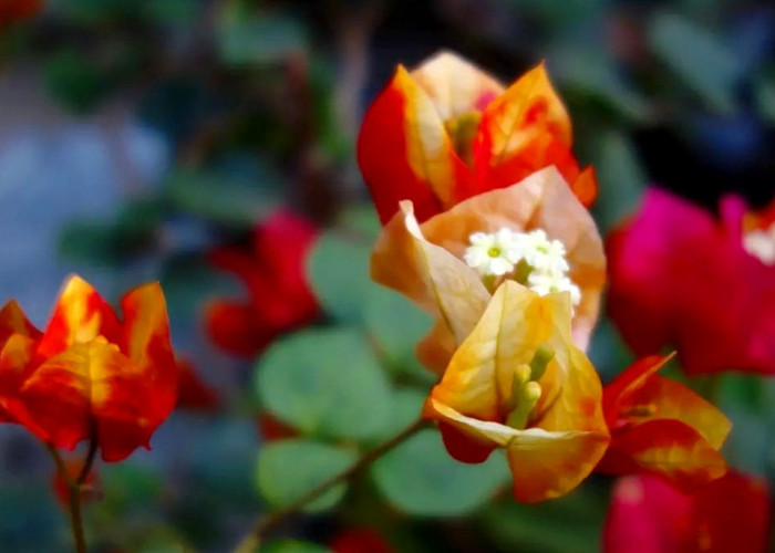4 Jenis Bunga Kertas yang Sulit Berbunga, Bougenville Mania Harus Sabar Menunggu 