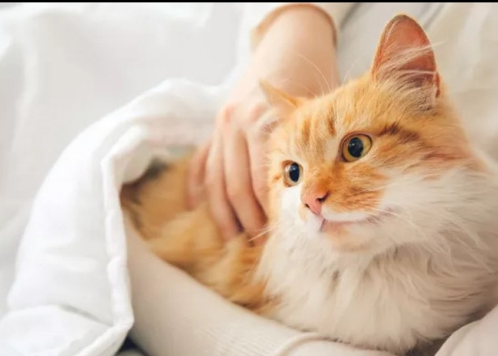 Tips Merawat Kucing agar Tumbuh Sehat, Vaksinasi Jadi Hal Penting