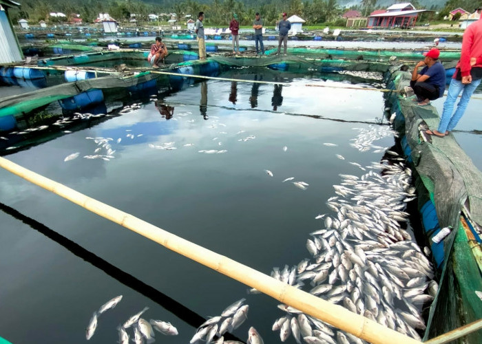 Bukan di Sumatera Barat, Air Danau Berubah Hitam, Puluhan Ribu Ekor Ikan Mati Mendadak 