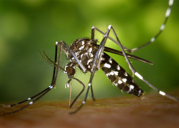 Sejak Januari 2024, Ada 4.127 Kasus Demam Berdarah Dengue di Lampung, Tertinggi di Lampung Utara 