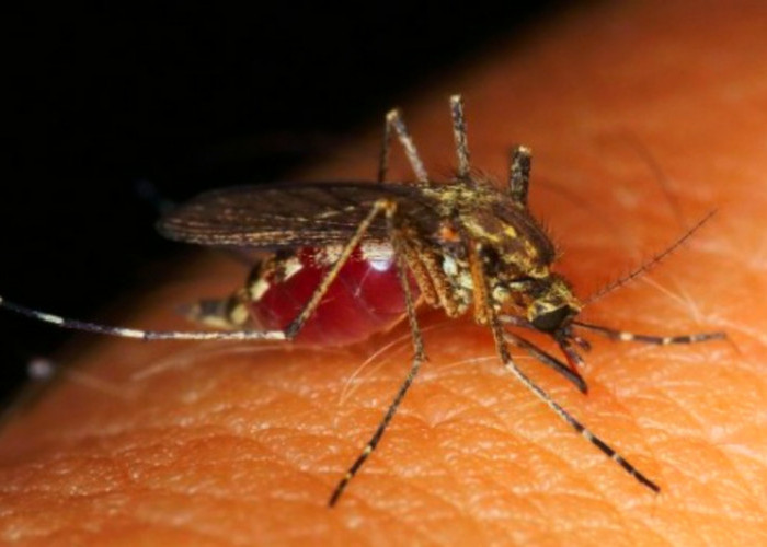 Kenali Jenisnya! Ini Daftar Nyamuk Paling Berbahaya Karena Jadi Sumber Penyakit Hingga Sebabkan Kematian