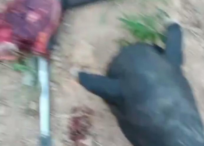 Warga Brutal Bunuh Tapir yang Viral di Jalanan Mesuji, Polisi Buru Pelaku