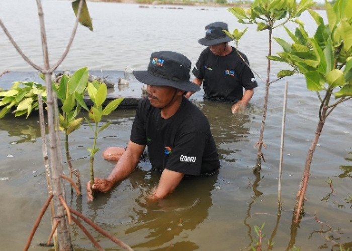Selamatkan Lahan Kritis Akibat Abrasi, BRI Salurkan Ribuan Bibit Mangrove Kelompok Tani di Muaragembong