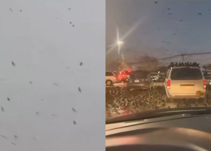 Viral Gagak Penuhi Langit Tel Aviv, Fakta Sebenarnya Bikin Kaget