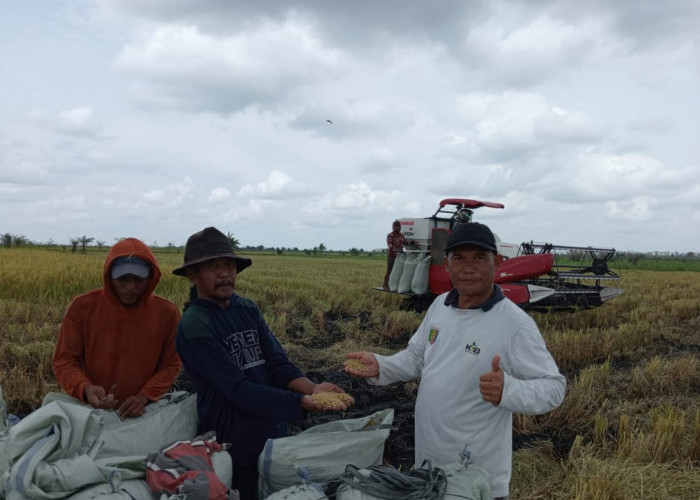 2 Ribuan Hektare Sawah di Mesuji Lampung Akan Panen Tahun Ini