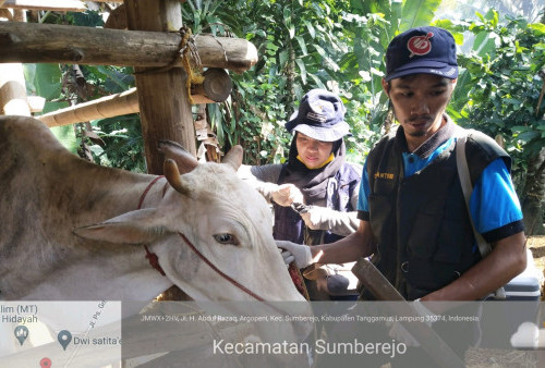 Setelah Pulau Panggung, Giliran Ternak di Wilayah Kerja Puskeswan Pugung Divaksin PMK