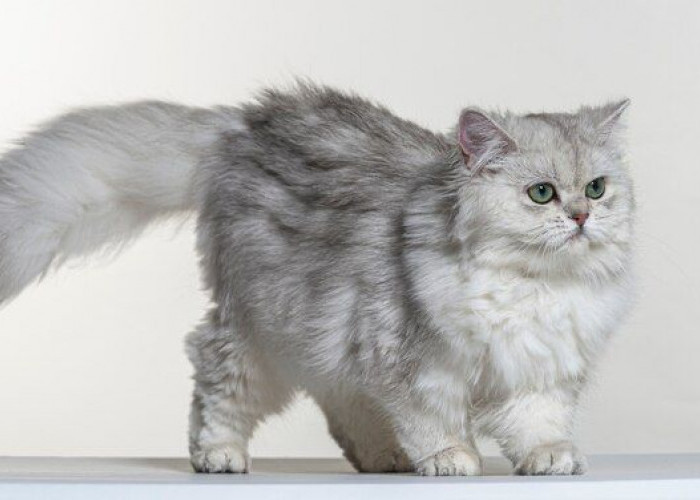 7 Cara Melebatkan Bulu Kucing, Cat Lovers Wajib Tahu!
