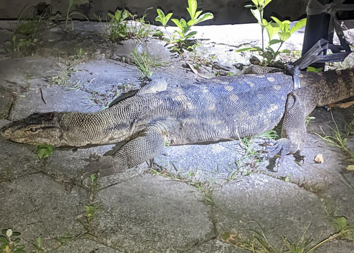 Resahkan Warga, Biawak 2 Meter Berhasil Ditangkap saat Sedang Ronda Malam