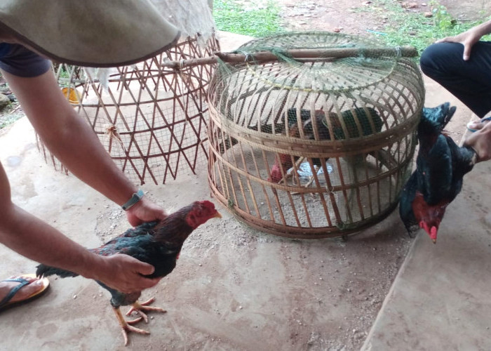 Gerebek Judi Sabung Ayam, Anggota Polsek Labuhan Maringgai Lampung Timur Hanya Dapat BB 