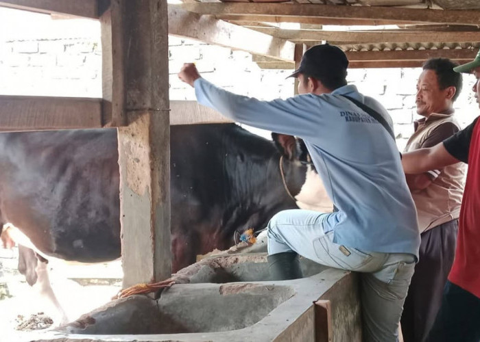 Cegah PMK 1.238 Hewan Ternak di Mesuji Disuntik Vaksin