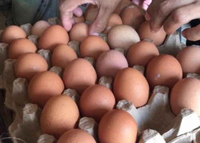 Capai Rp33 Ribu per Kg, Warga Bandar Lampung Berharap Kenaikan Harga Telur Ayam Kembali Normal 