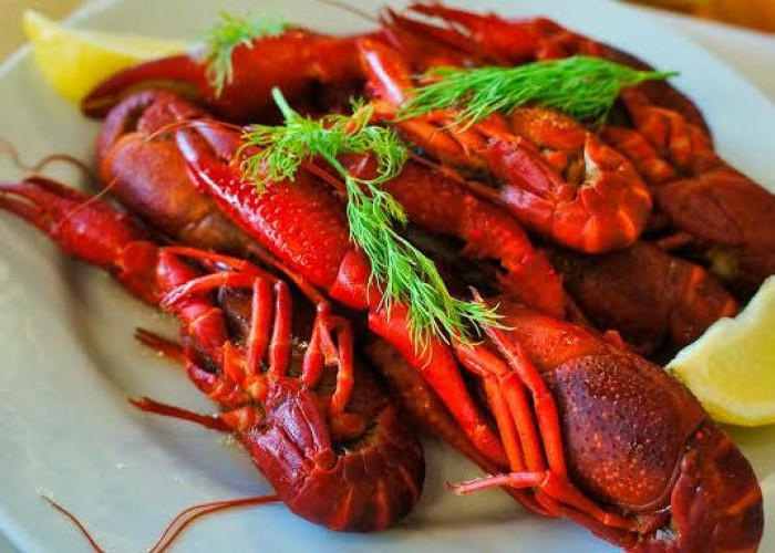 4 Cara Agar Lobster Air Tawar Cepat Besar
