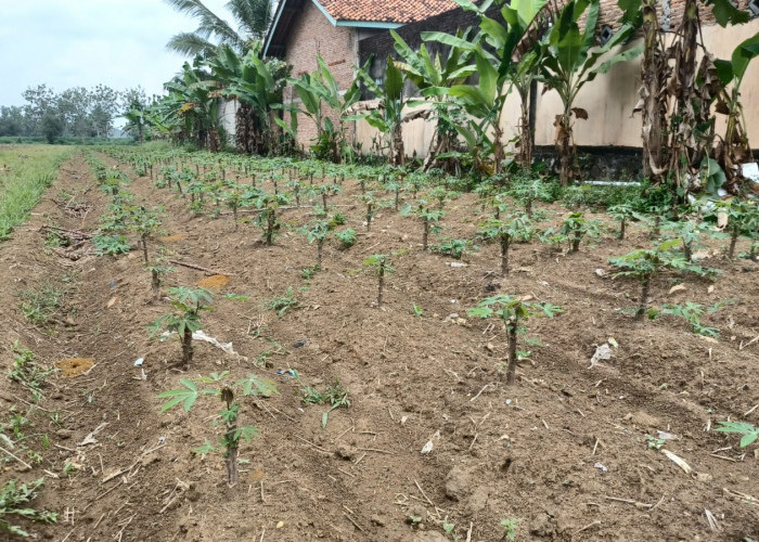 Petani Singkong Lampung Timur Tidak Mendapat Alokasi Pupuk Subsidi, Dinas Pertanian Beri Saran Begini