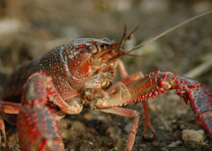 Cara Mudah Budidaya Lobster Air Tawar untuk Pemula