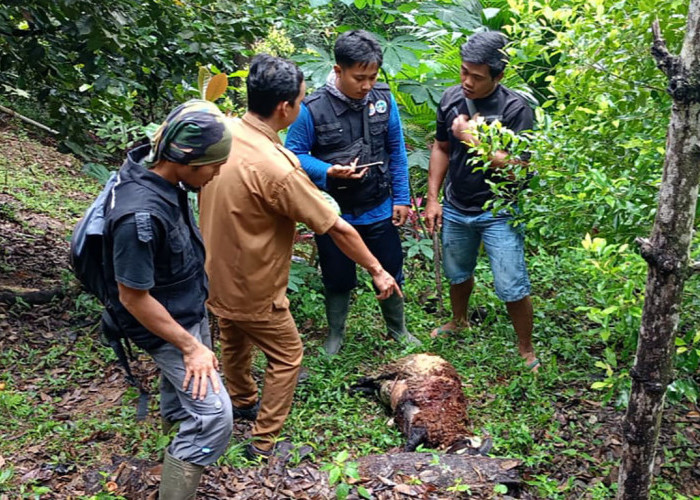 Masuk Perkampungan, Harimau Sumatera Mangsa Kambing Warga di Tanggamus Lampung