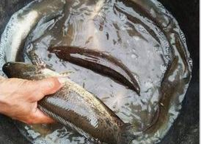 Simak Ragam Manfaat Ikan Gabus untuk Kesehatan Tubuh